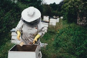 W ochronie owadów zapylających - fundusze dla pszczelarzy i stowarzyszeń