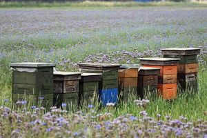 Nowy program i fundusze dla pszczelarzy