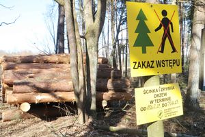 21 hektarów lasu w Olsztynie idzie pod topór. Powód? Drzewa stały się przeszkodą lotniczą [ZDJĘCIA]