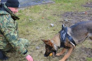 Psy służbowe z Warmińsko-Mazurskiego Oddziału Straży Granicznej doskonaliły swoje umiejętności wykorzystywane w codziennej służbie