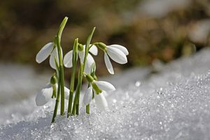 Mieszkańcy Olsztyna obudzą wiosnę poetycko