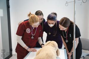 Studenci z Wydziału Medycyny Weterynaryjnej wspólnie ratowali psy i koty 