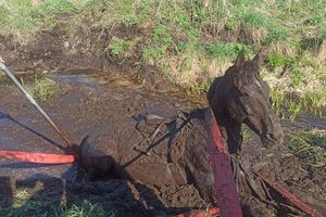 Strażacy uratowali konia, który wpadł do głębokiego rowu w okolicach Barczewa