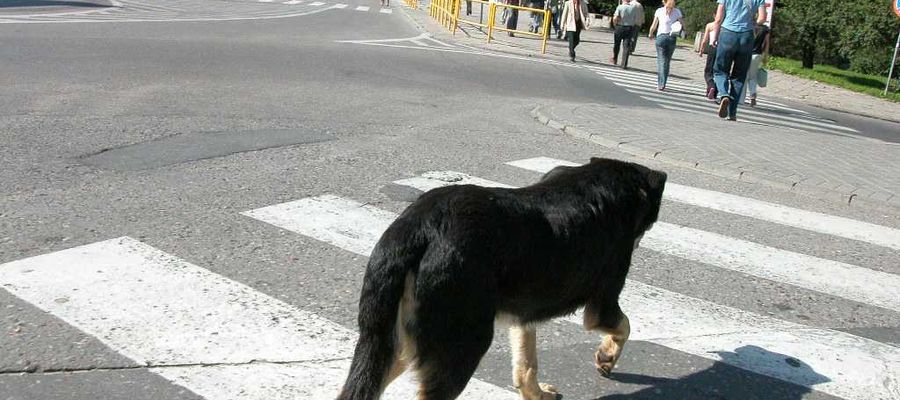 Szczepienia dla psów przeciwko wściekliźnie są w Polsce obowiązkowe. Zdjęcie jest ilustracją do tekstu