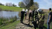 Koń wpadł do stawu. Pomogli strażacy
