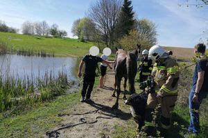 Nowiny (gm. Frombork): Koń wpadł do stawu. Pomogli strażacy