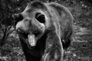 Nie żyje Pietka. Niedźwiedź, który do ZOO w Poznaniu trafił z Braniewa