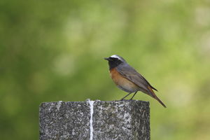 Dla miłośników ptaków i przyrody - Giżycka Konferencja Ornitologiczna