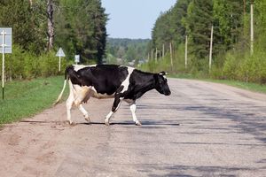 Gmina Lubawa: krowa wbiegła wprost pod nadjeżdżające bmw