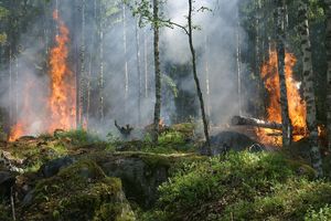 IMGW ostrzega przed ekstremalnym ryzykiem pożaru w lasach. Warmińsko-mazurskie na szczycie listy [MAPA ZAGROŻEŃ]