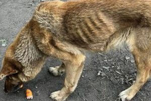 OTOZ Animals podjęło interwencję w sprawie skrajnie zaniedbanej suki w Bisztynku