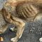 OTOZ Animals podjęło interwencję w sprawie skrajnie zaniedbanej suki w Bisztynku