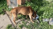 Są wyniki psa, który umarł mimo interwencji OTOZ Animals Braniewo. Z posesji zabrano kolejne zwierzę w złym stanie [ZDJĘCIA]