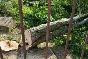 Nielegalna wycinka drzew w Dobrym Mieście na działce dewelopera? Zniszczono siedliska wielu ptaków