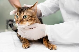 O tajemniczej chorobie kotów wiadomo już nieco więcej
