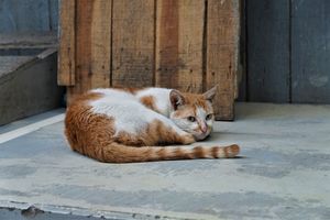 Tajemnicza choroba zabija w Polsce koty! Weterynarze apelują o zachowanie ostrożności!