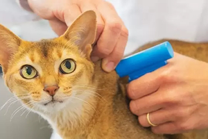 Śmiertelny wirus atakuje koty. Główny Lekarza Weterynarii wydał komunikat