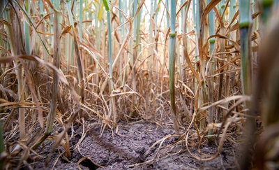 Gleba znika z pól, plony maleją, ceny rosną