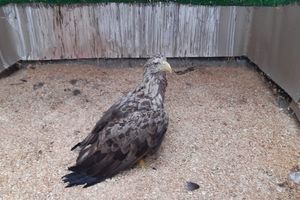 Do Ośrodka Rehabilitacji Ptaków Drapieżnych Nadleśnictwa Olsztyn trafił nowy pacjent