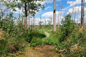 Ministerstwo: nie chcemy zabierać starych bagien