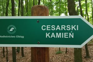 Nowe tablice odkrywają tajemnice lokalnych lasów. To efekt współpracy Nadleśnictwa Elbląg, Parku Krajobrazowego Wysoczyzny Elbląskiej i Muzeum Archeologiczno-Historycznego w Elblągu