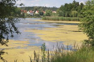Jezioro Długie w Olsztynie zaczyna przypominać zarośnięte bagno. Jak je ratować? [ZDJĘCIA]
