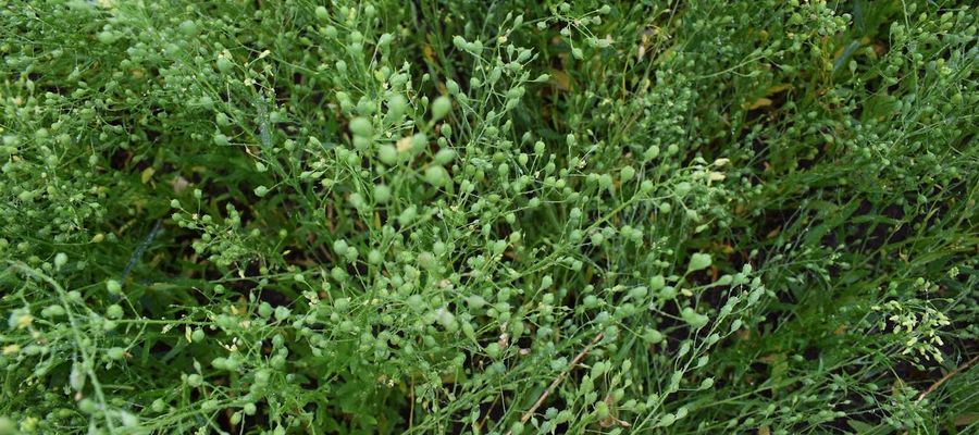 Plony lnianki ozimej średnio wynoszą 1-2,5 t z ha, natomiast jarej niższe i wahają się od 0,5 do 1,5 t z hektara