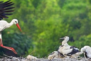 Ornitolog: bociany odlatują wcześniej niż zwykle