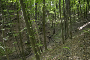 Warmińsko-mazurskie/ Leśnicy apelują o ostrożność w lesie; po burzy można napotkać wiatrołomy