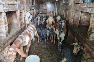 80 zagłodzonych kóz w podelbląskiej miejscowości. Trzeba im pomóc przed zimą. Potrzebna słoma i pasza