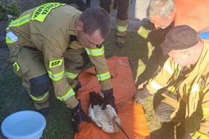 Orzyscy strażacy uratowali bociana