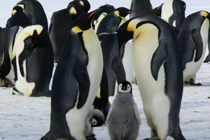 Blisko 10 tysięcy piskląt pingwinów zginęło na Antarktydzie