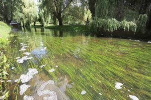 Łyna czysta jak nigdy. Turyści zachwycają się rzeką w Olsztynie