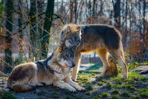 Kolejny atak wilków pod Olsztynem. Nie żyje pies

