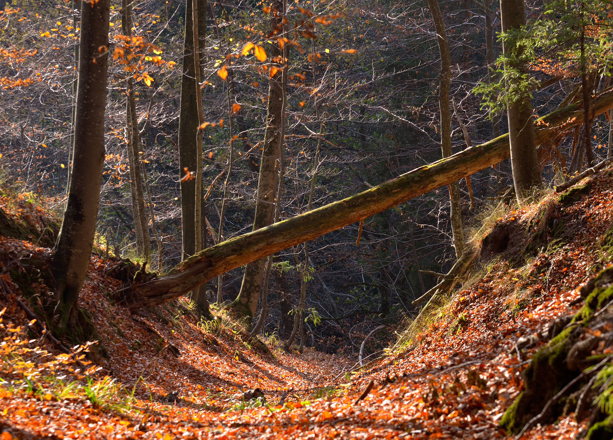W rezerwacie Nowinka głównym celem ochrony są malownicze doliny erozyjne oraz porastające je zbiorowiska leśne