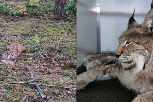 Znaleźli osłabionego rysia w lesie koło Wielbarka. Walczą o jego życie