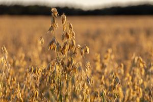 Co jest powodem niskich cen zbóż w Polsce?