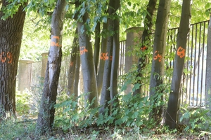 Drzewa na stadionie Warmii w Olsztynie oznaczone. Pójdą pod topór?