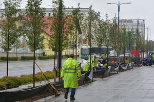 Trwają nasadzenia drzew w centrum Olsztyna