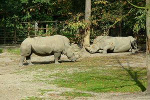 RPA/ 2 tys. nosorożców białych południowych trafi na wolność