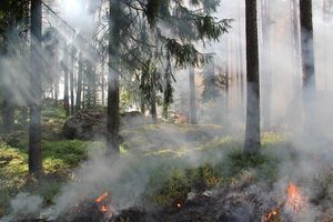 Lasy Państwowe pomogą w szybszym wykrywaniu pożarów na terenie Świętokrzyskiego Parku Narodowego