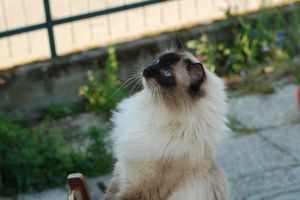 Mieszkaniec Olsztyna wyniósł chorego kota do lasu, bo nie chciał płacić za leczenie. Sąd wydał wyrok