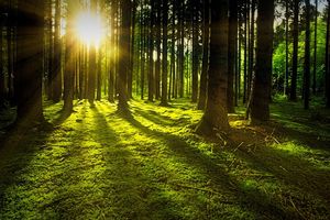 Pozytywny wpływ lasu i zieleni na zdrowie i samopoczucie ludzi