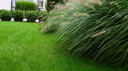 Ostatnie koszenie trawnika przed zimą – kiedy i jak to zrobić?