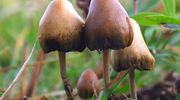 Zbierali grzyby halucynogenne w Bieszczadzkim Parku Narodowym