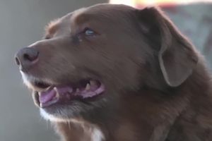 Bobi, najstarszy pies świata; miał ponad 31 lat