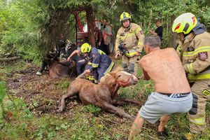 Wzruszająca akcja strażaków i mieszkańców z gminy Dywity. Dzięki nim konie są już bezpieczne 
