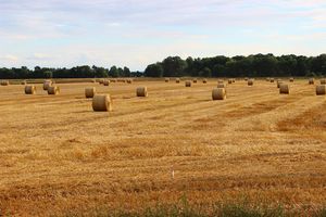 Wspomnienia zanikających pól: ewolucja krajobrazu wiejskiego w pobliżu wielkich miast