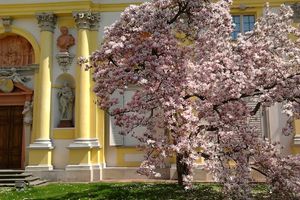 Jaką historię opowie Warszawskie Drzewo Roku?