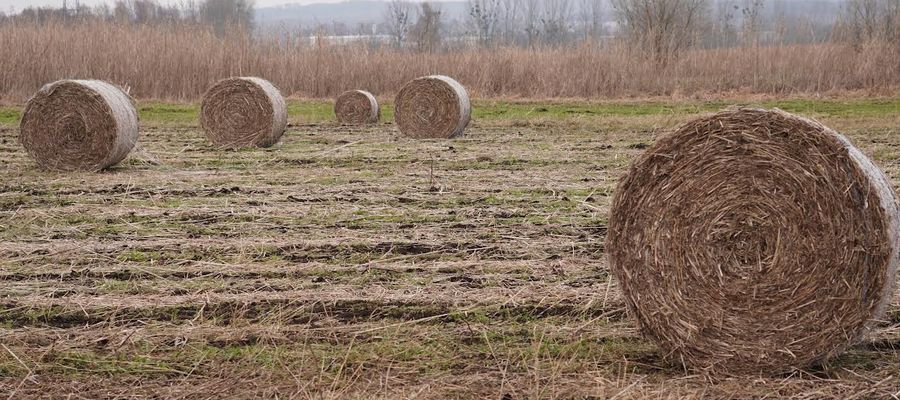 Kolejne żniwa wiosną 2024 roku